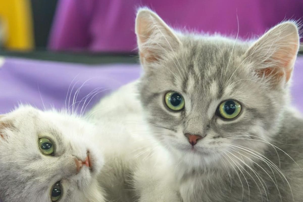 Día del gato: Sobre la leucemia felina