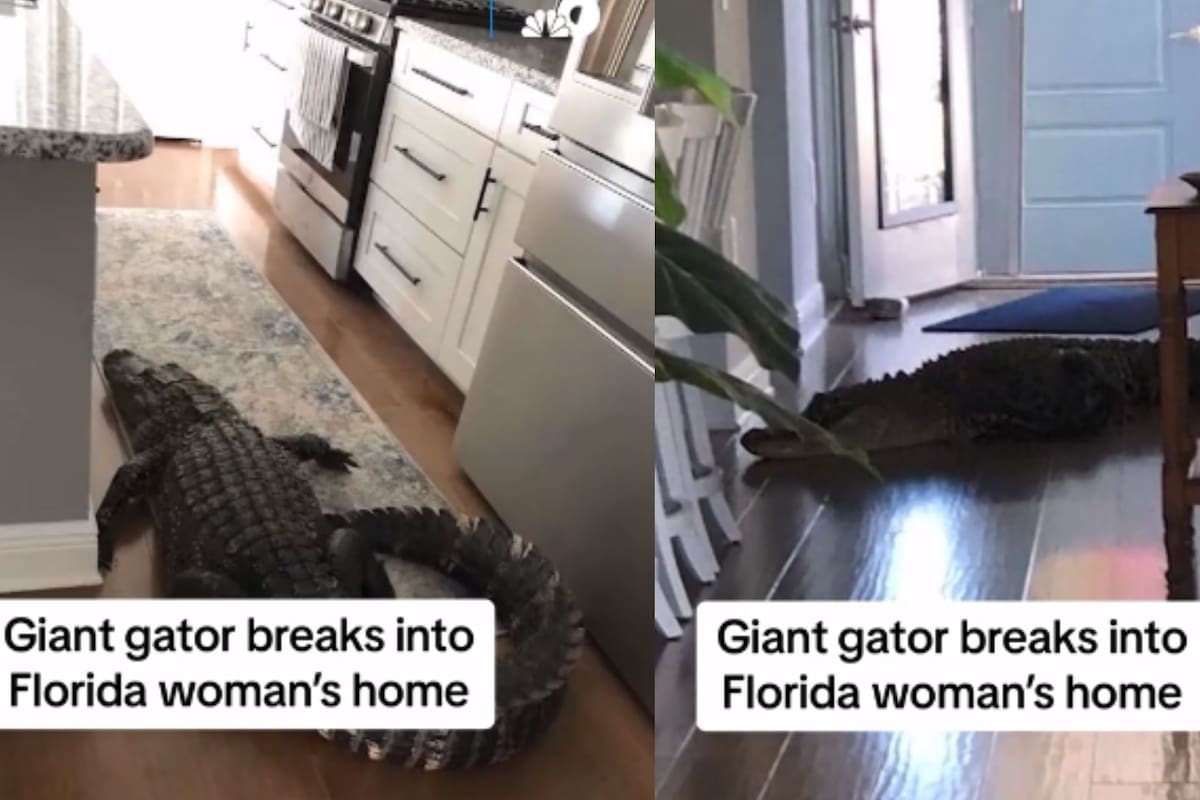 VIDEO: Mujer encuentra enorme caimán en la cocina de su casa