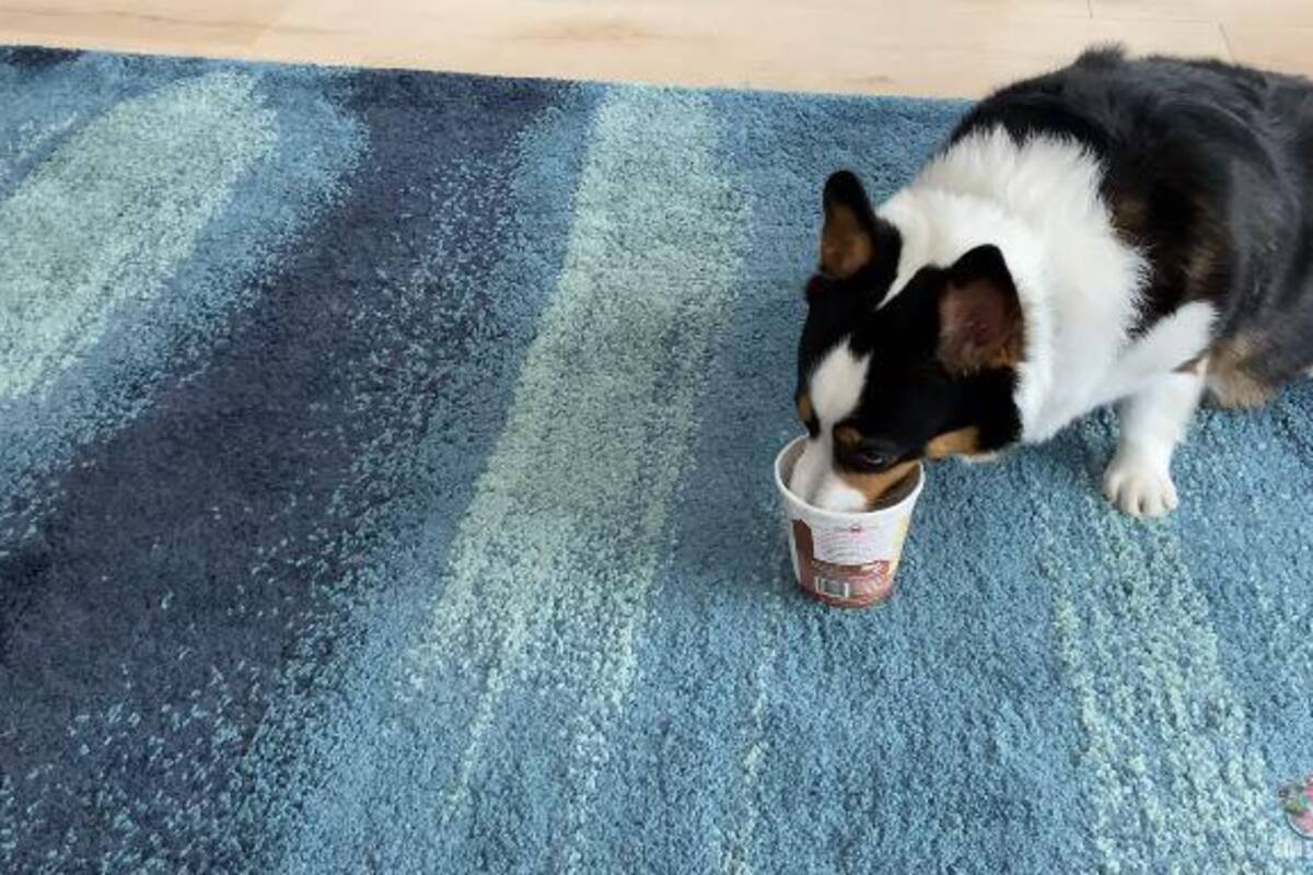Perrito prueba helado por primera vez