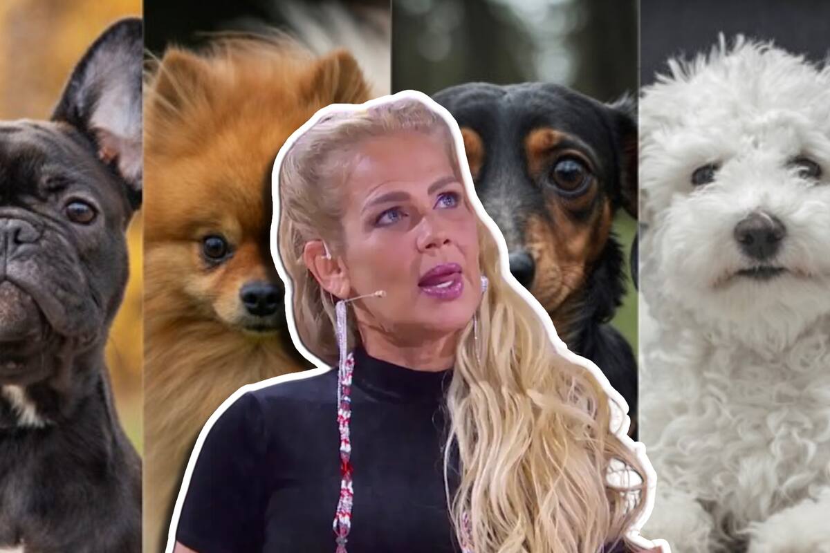 Niurka aclara polémica sobre acusaciones de maltrato animal; “que yo dañaba perritos”