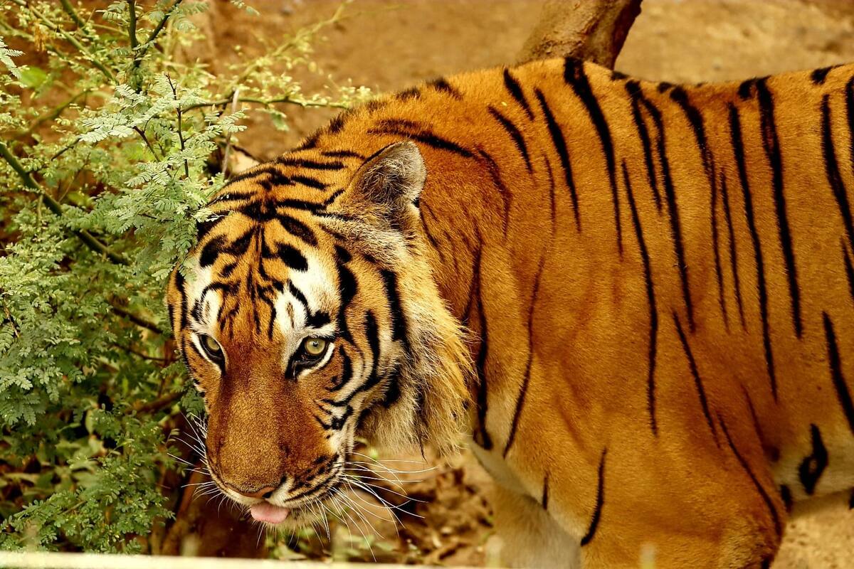 Día del Tigre: Centro Ecológico de Sonora festeja a Crispín, Qix y Gabana, sus tres ejemplares