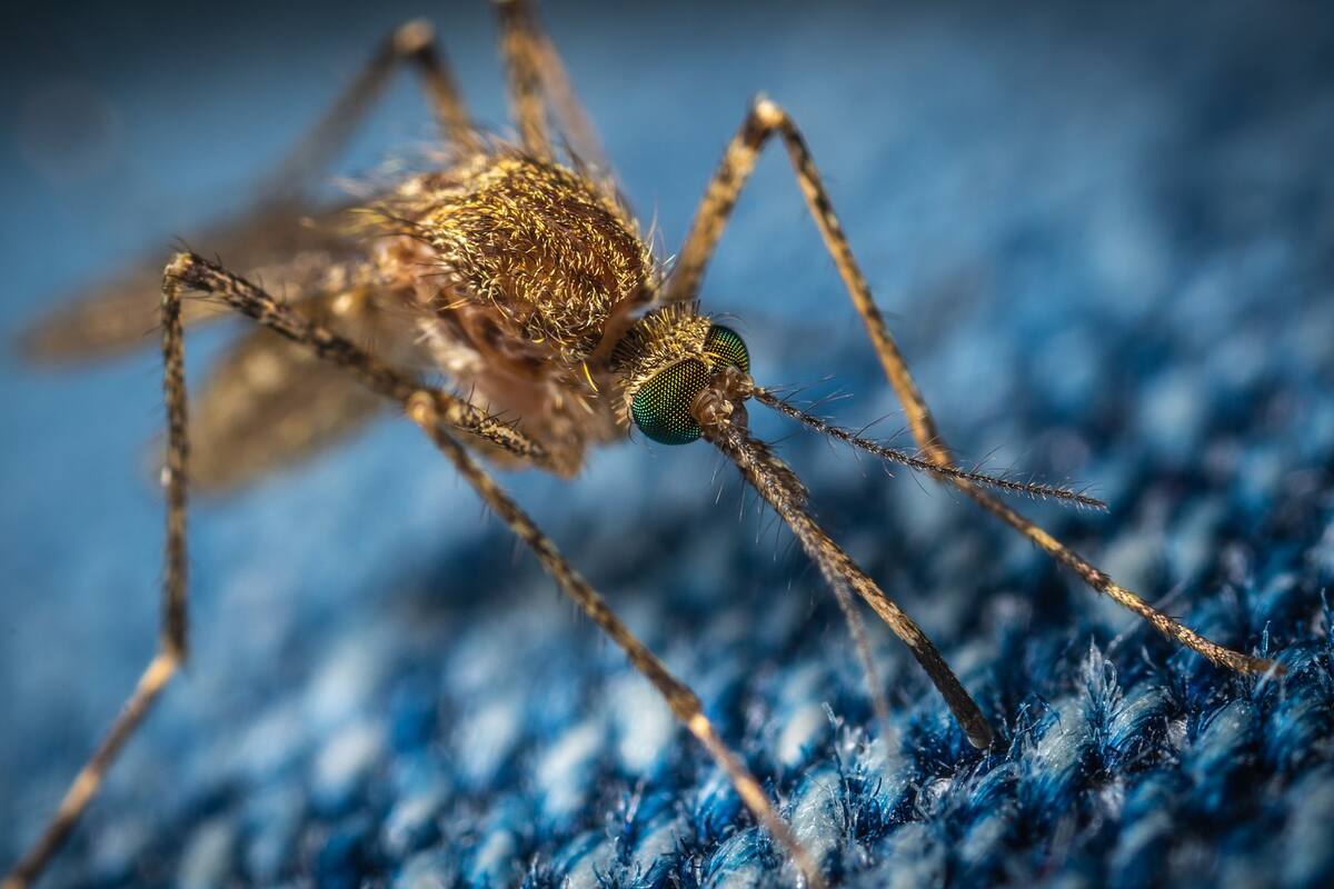 Mosquitos de Mexicali son analizados para saber si hay virus de Encefalitis