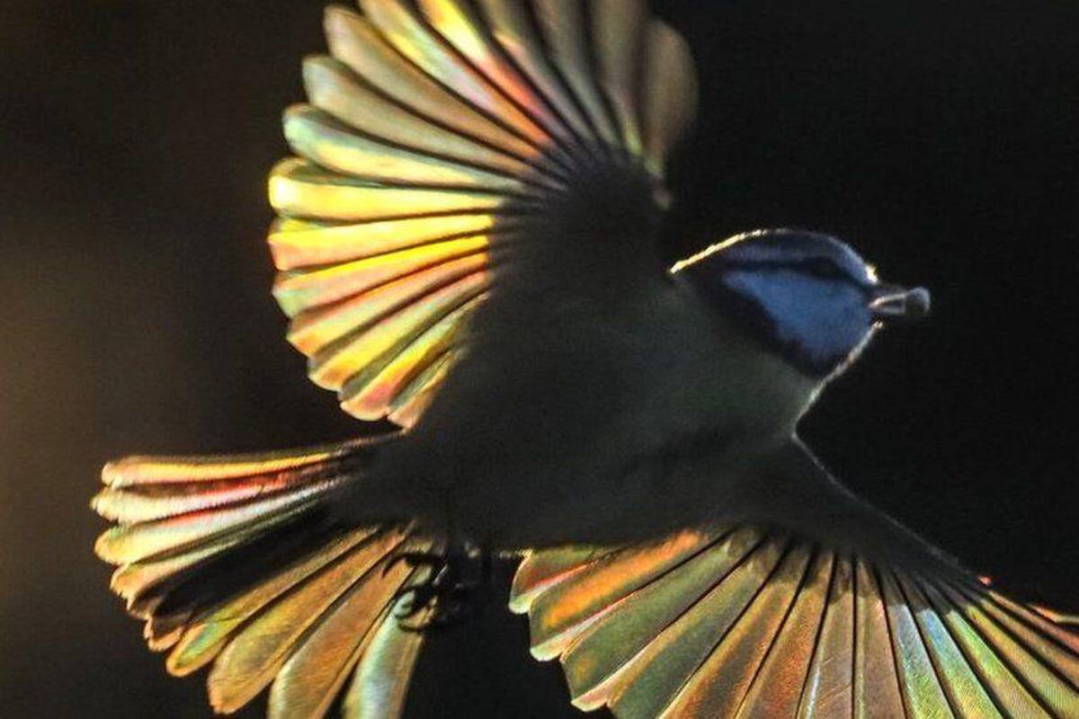 El fotógrafo que “congela el tiempo” para captar espectaculares imágenes de aves y mariposas