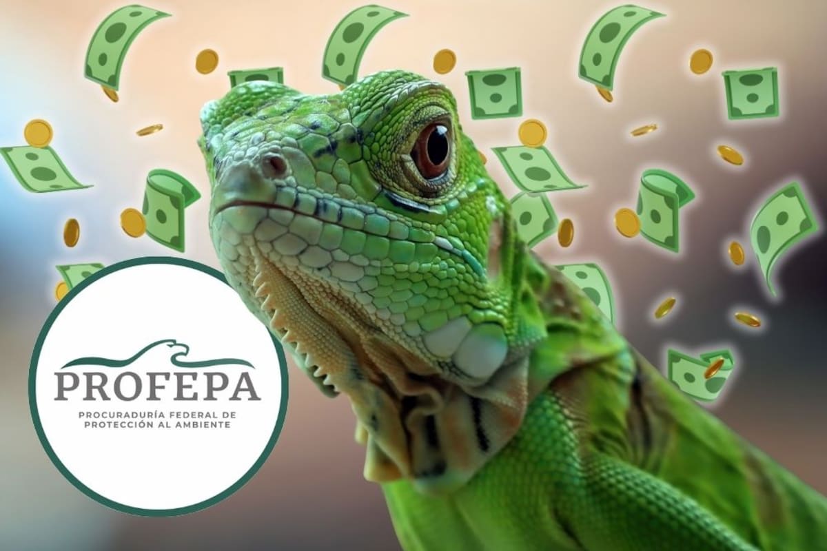 Estas son las multas de hasta 700 mil pesos por tener una iguana como mascota en México sin el aval de Semarnat; Profepa advierte que la compra informal de este reptil es un delito federal con pena de prisión