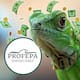 Estas son las multas de hasta 700 mil pesos por tener una iguana como mascota en México sin el aval de Semarnat; Profepa advierte que la compra informal de este reptil es un delito federal con pena de prisión