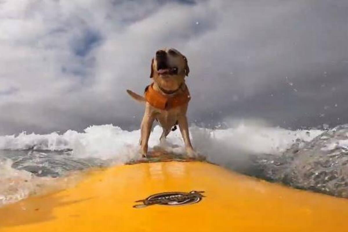 VIDEO: Perro sorprende con sus habilidades de surfista