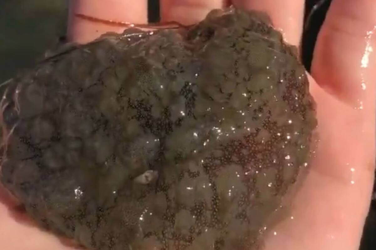 Muestran como luce una liebre de mar