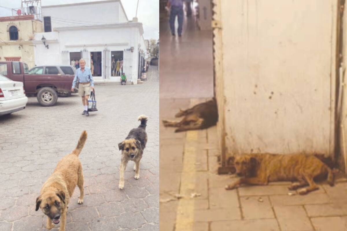 Perros callejeros provocan diversas problemáticas en Navojoa