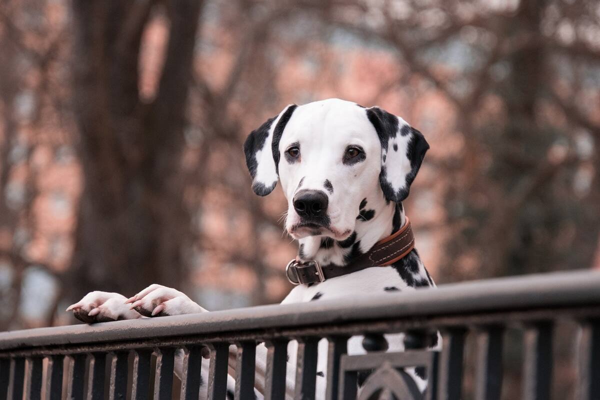 Enseñarán a defender legalmente a mascotas