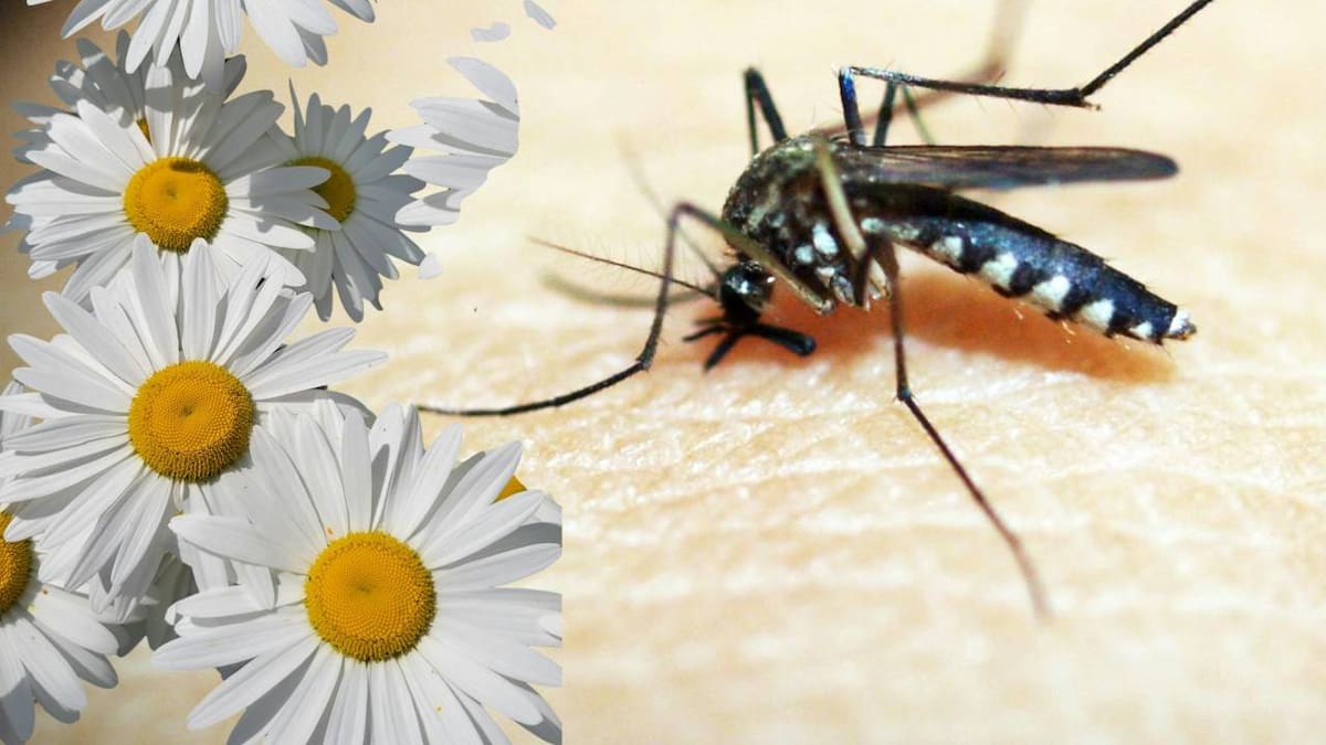 Los mosquitos buscan alimento, refugio y sitios para reproducirse. Algunas plantas pueden ofrecer néctar o sombra, pero el agua estancada sigue siendo el factor más importante para que aumenten.