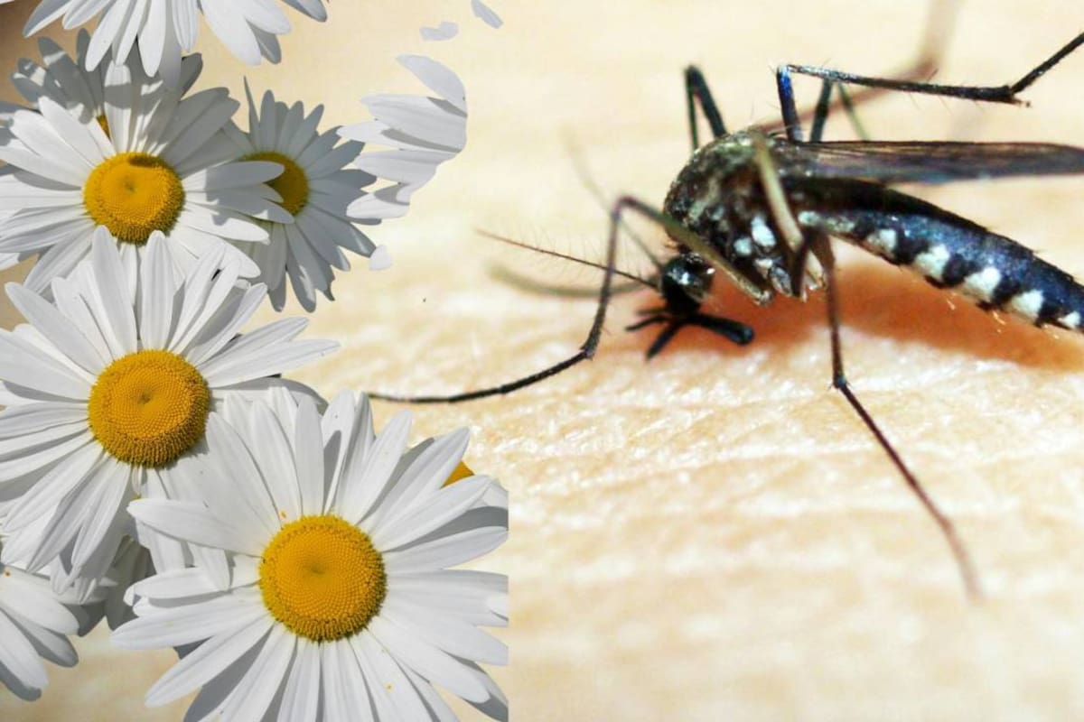 Si tienes muchos mosquitos en tu jardín, quizás estés sembrando las plantas equivocadas: Cuáles son y qué hacer para reducir su presencia