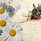 Si tienes muchos mosquitos en tu jardín, quizás estés sembrando las plantas equivocadas: Cuáles son y qué hacer para reducir su presencia