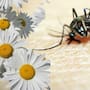 Si tienes muchos mosquitos en tu jardín, quizás estés sembrando las plantas equivocadas: Cuáles son y qué hacer para reducir su presencia