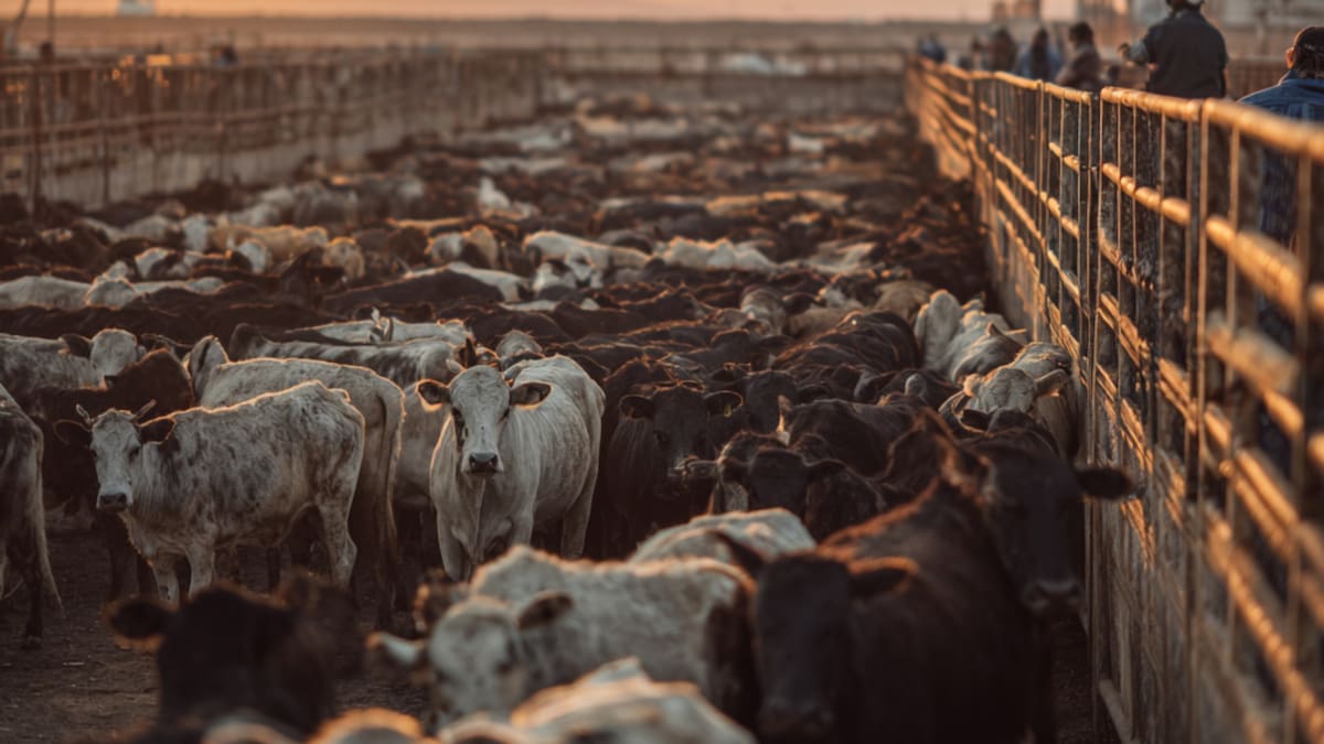 México pierde más de 700 millones de dólares por el gusano barrenador; ganaderos advierten impacto nacional y piden reabrir frontera