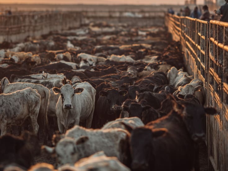 México pierde más de 700 millones de dólares por el gusano barrenador; ganaderos advierten impacto nacional y piden reabrir frontera