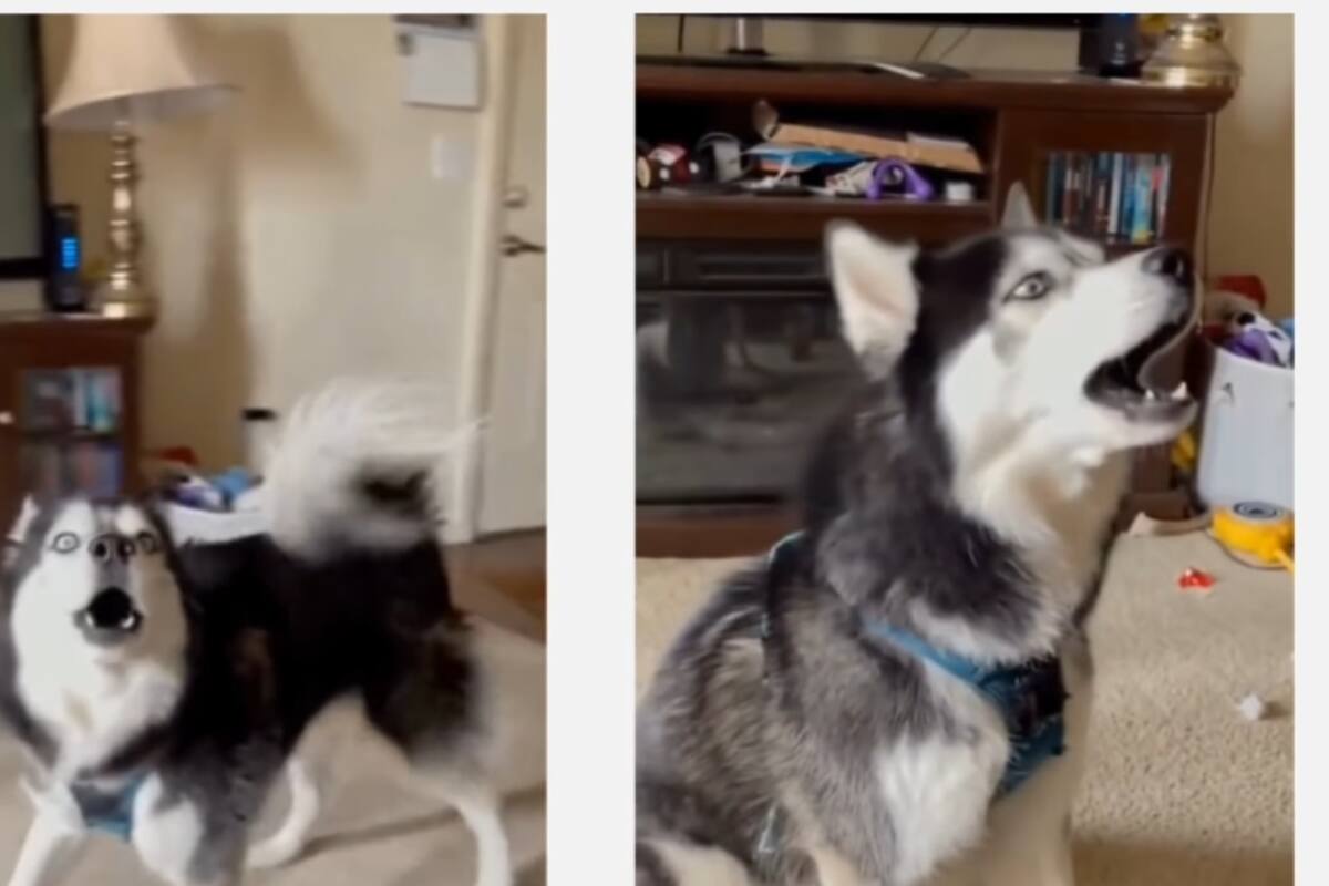 Husky canta mientras sus dueños tocan el piano y se vuelve viral