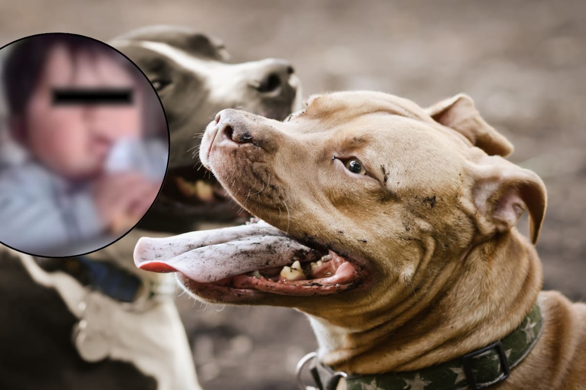 Hallan sin vida a Valentino, un niño de 2 años que desapareció mientras jugaba con sus hermanos; fue atacado y devorado por perros