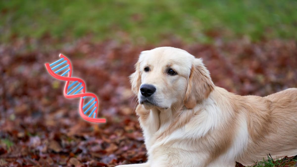 Investigadores encontraron que el ADN de los golden retrievers comparte genes con los humanos ligados a la conducta, la capacidad de aprendizaje y la regulación emocional, un hallazgo que puede cambiar la forma en que se estudia la mente y el comportamiento