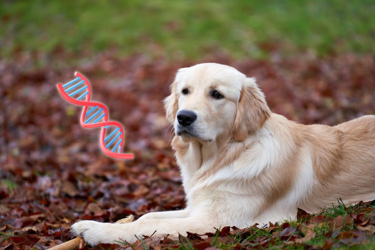 Investigadores encontraron que el ADN de los golden retrievers comparte genes con los humanos ligados a la conducta, la capacidad de aprendizaje y la regulación emocional, un hallazgo que puede cambiar la forma en que se estudia la mente y el comportamiento