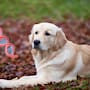 Investigadores encontraron que el ADN de los golden retrievers comparte genes con los humanos ligados a la conducta, la capacidad de aprendizaje y la regulación emocional, un hallazgo que puede cambiar la forma en que se estudia la mente y el comportamiento