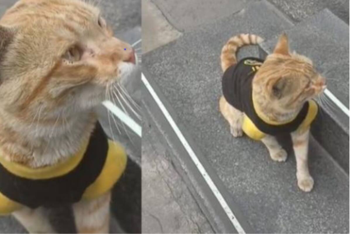 VIRAL: “Gato policía” que trabaja en la Corte Suprema triunfa en TikTok