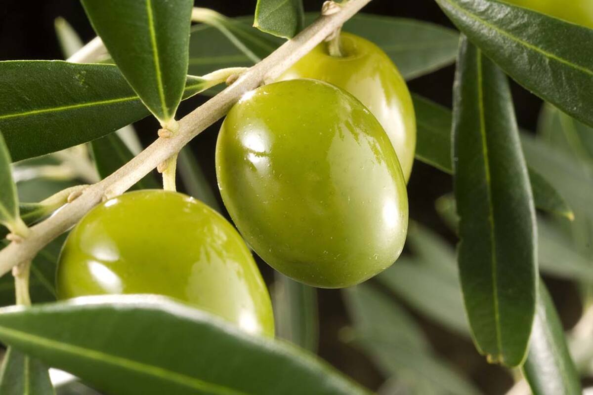 Producen mil 285 toneladas de aceituna en BC