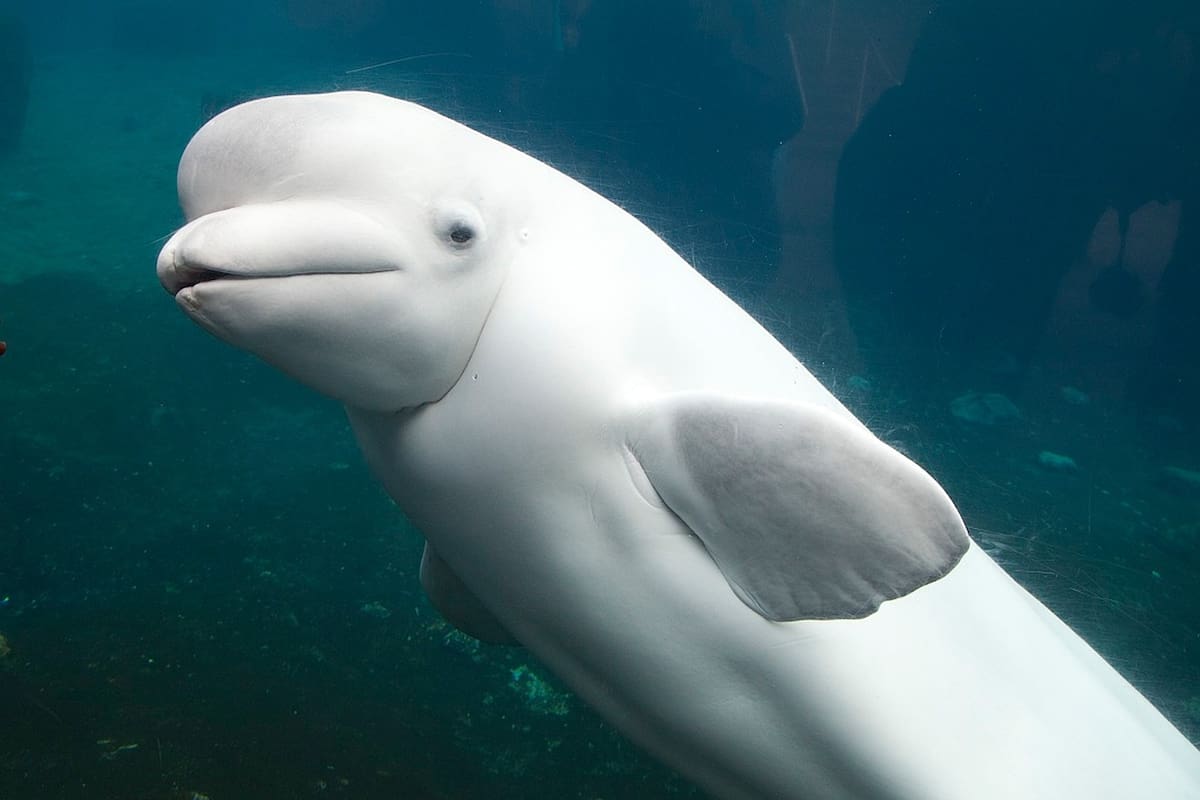 Marineland amenaza con sacrificar 30 belugas tras negársele permiso de exportación y rescate financiero