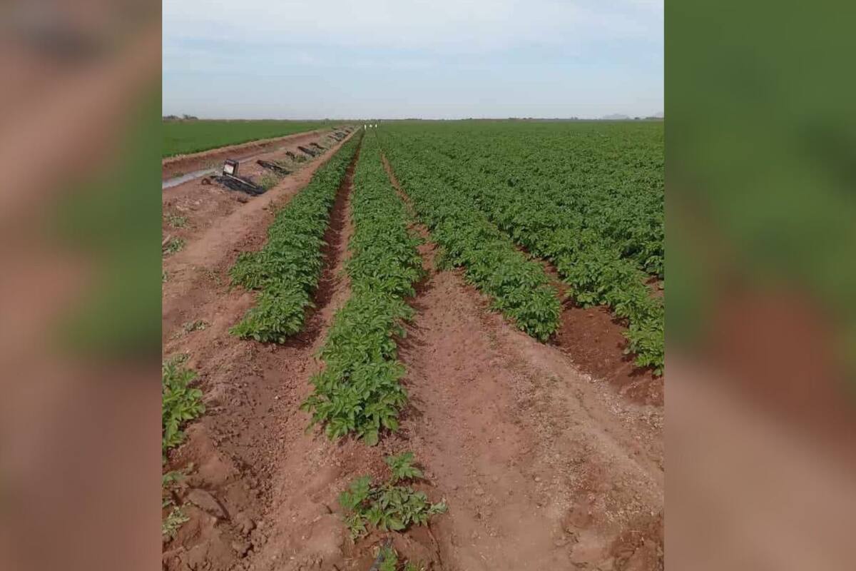 Frío causa estragos en el Valle del Mayo