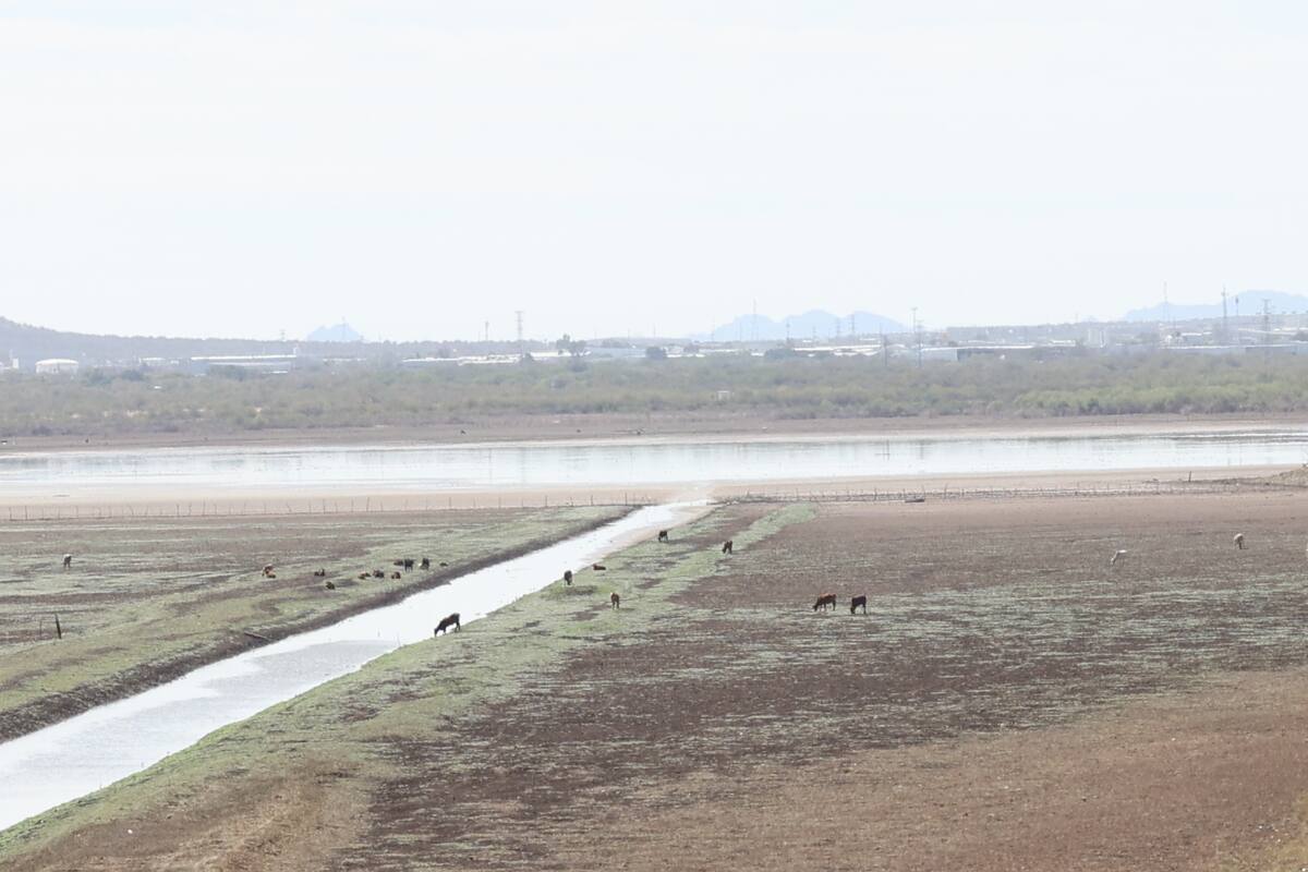 6 presas están al límite en Sonora