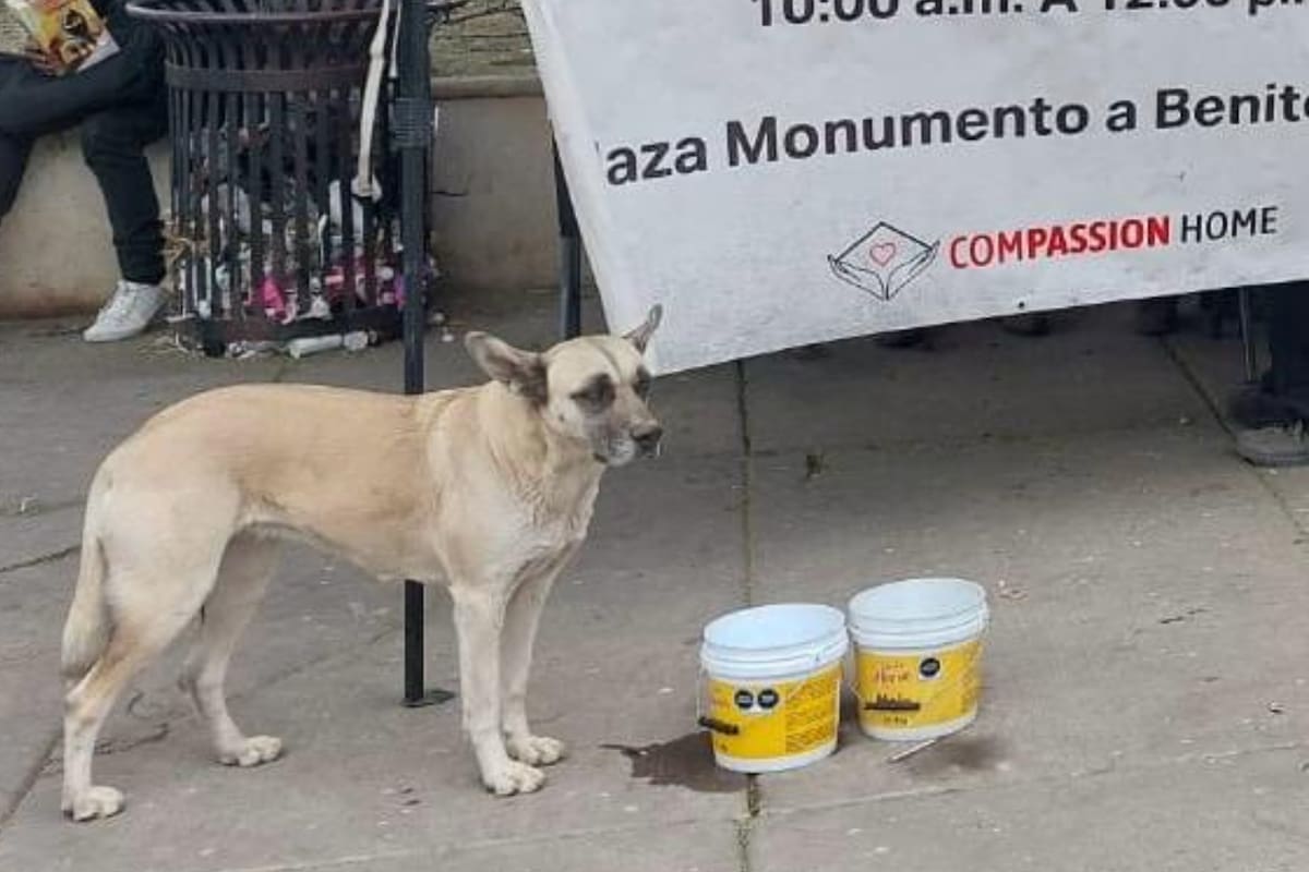Invitan a adoptar una mascota