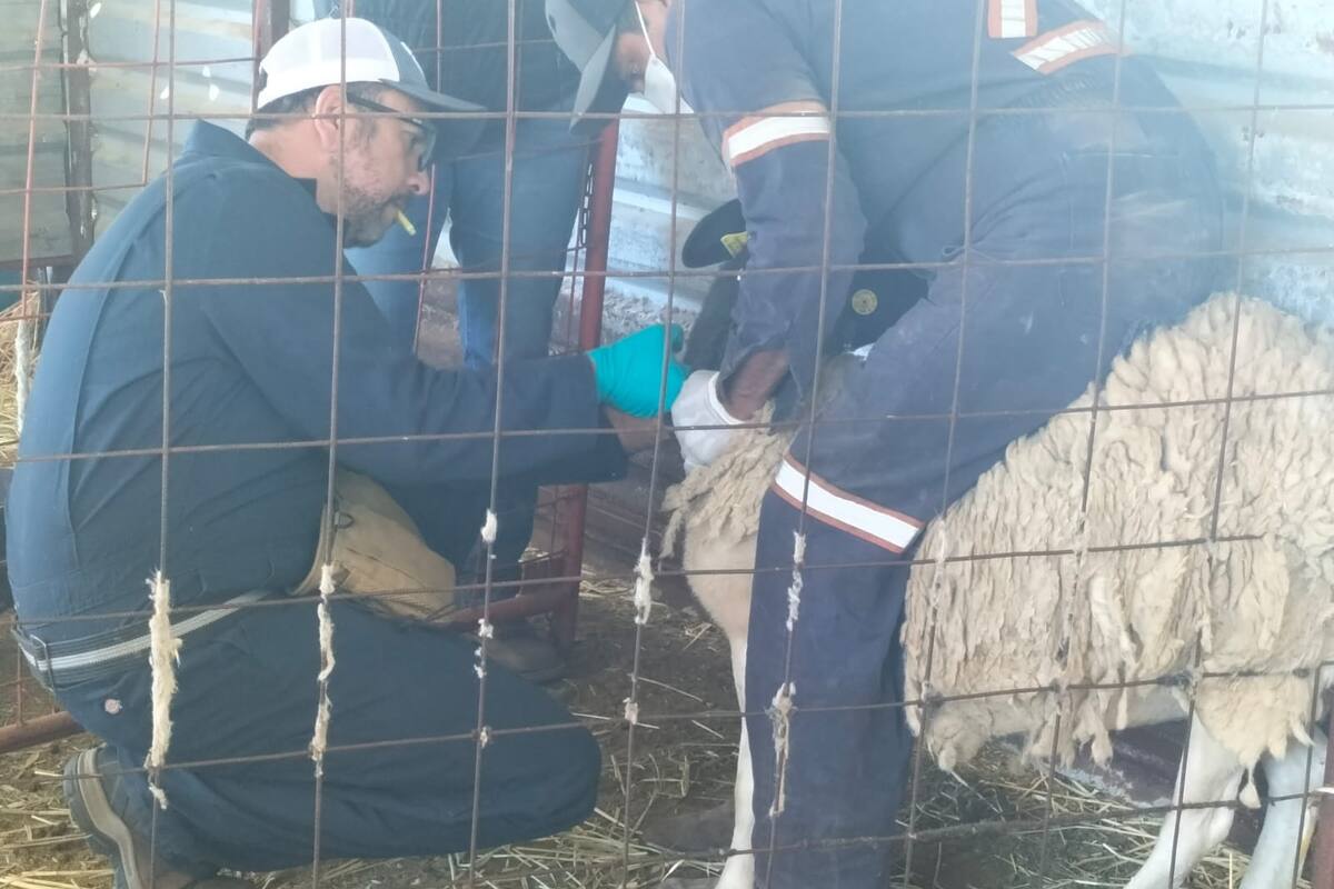 Advierten sobre posible brote de brucelosis en Baja California