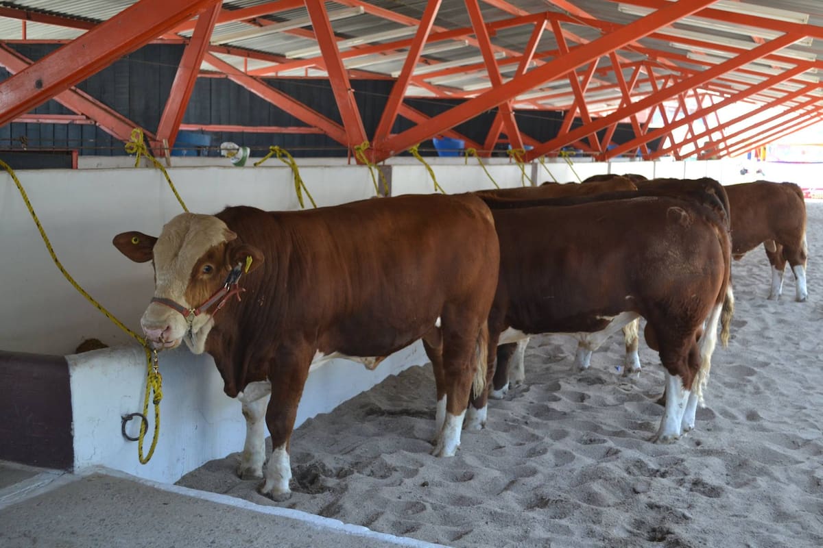 Donde el ganado adquiere valor