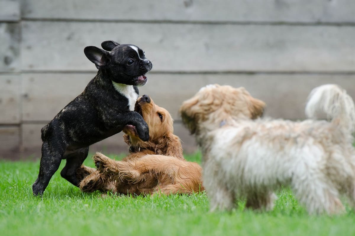 Incrementa demanda por hospedaje ‘pet friendly’