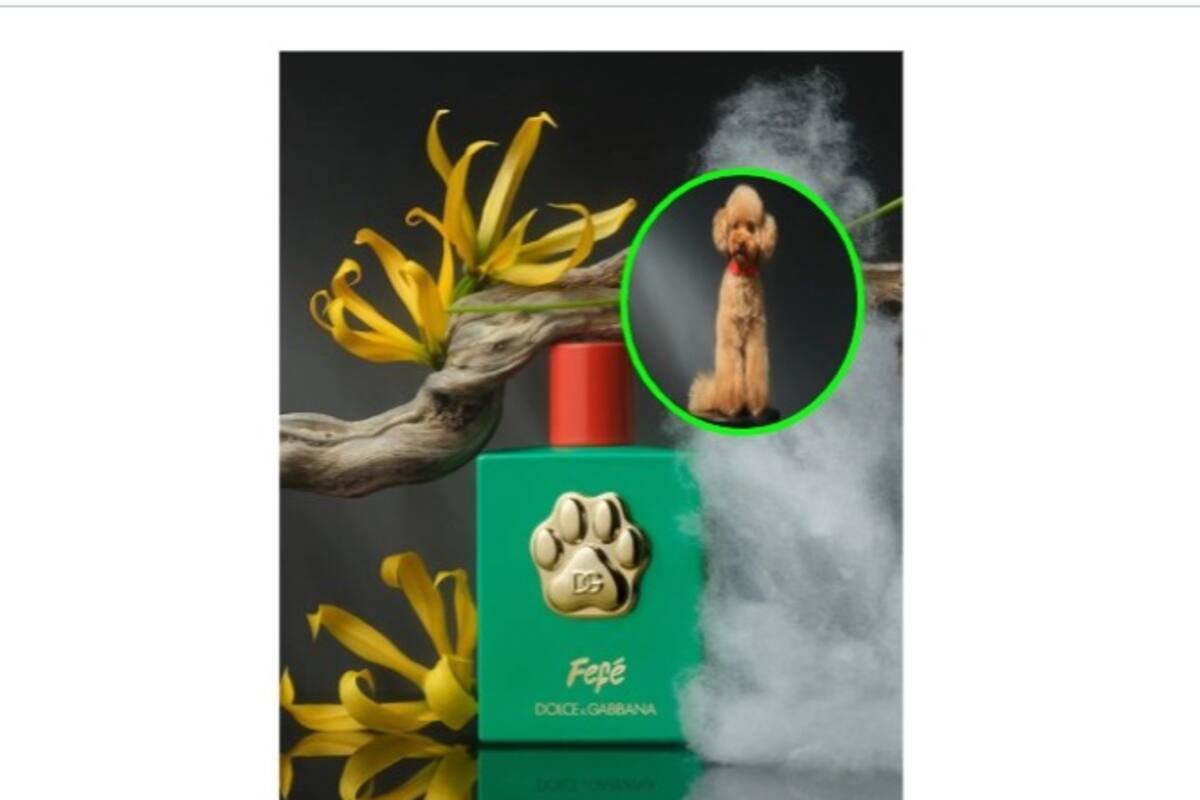 Dolce & Gabbana lanza un perfume para perros: ¿Lo comprarías ?
