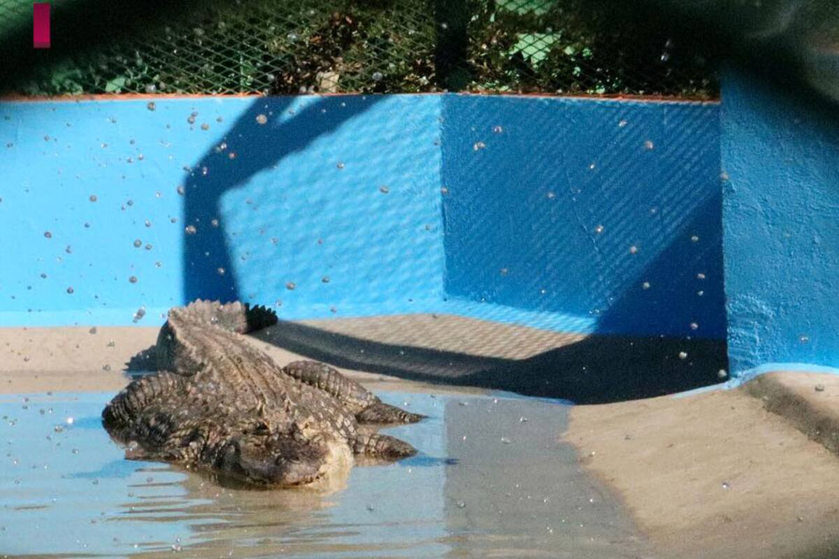 Abogados piden no maltratar animales que habitan el Parque Morelos