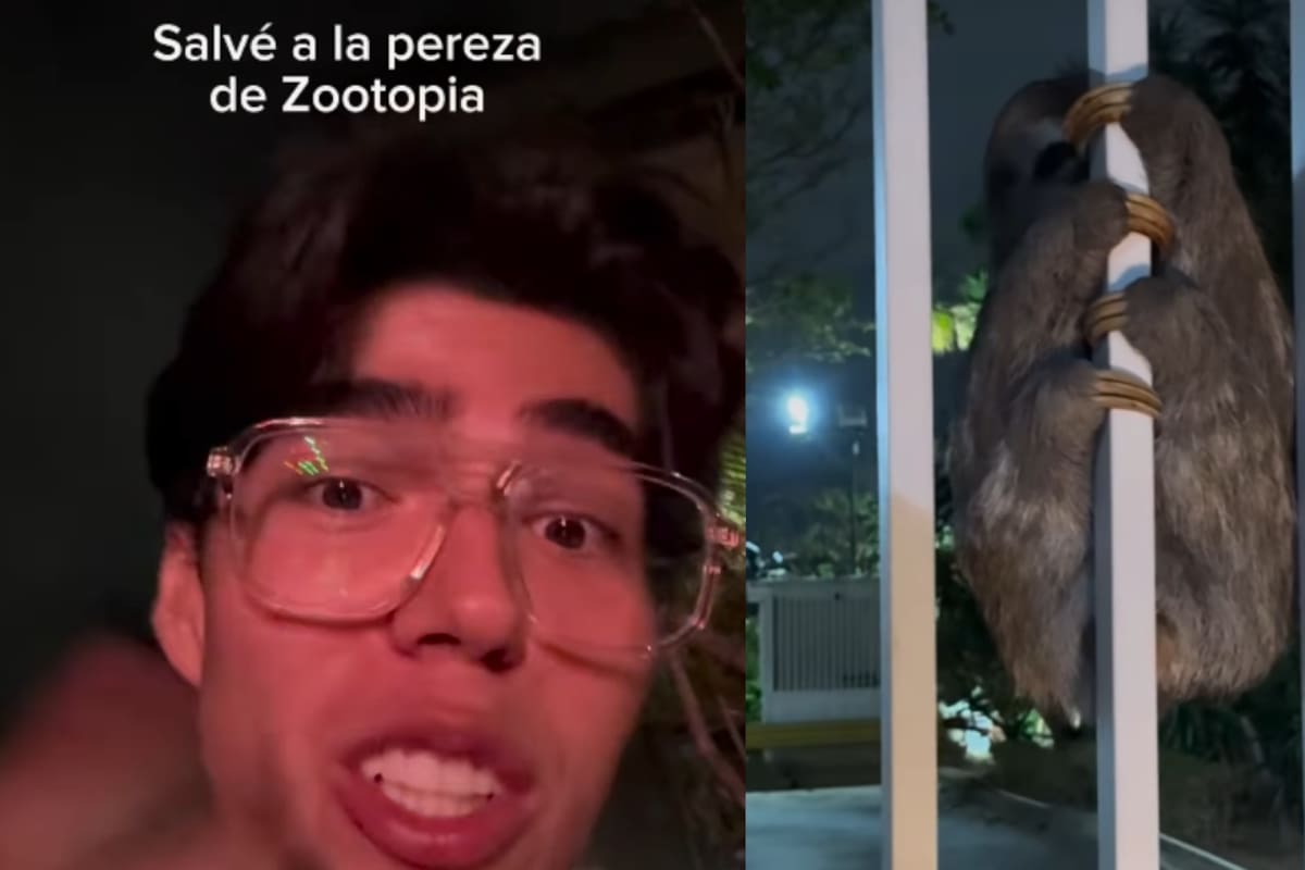 “Tuvieron que llamar al Ministerio de Ambiente”: Joven se vuelve viral al llegar a su casa y encontrar a una perezosa en su portón