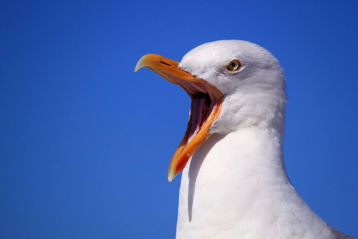 Una gaviota huye con bolsa de droga y salva a un hombre del arresto