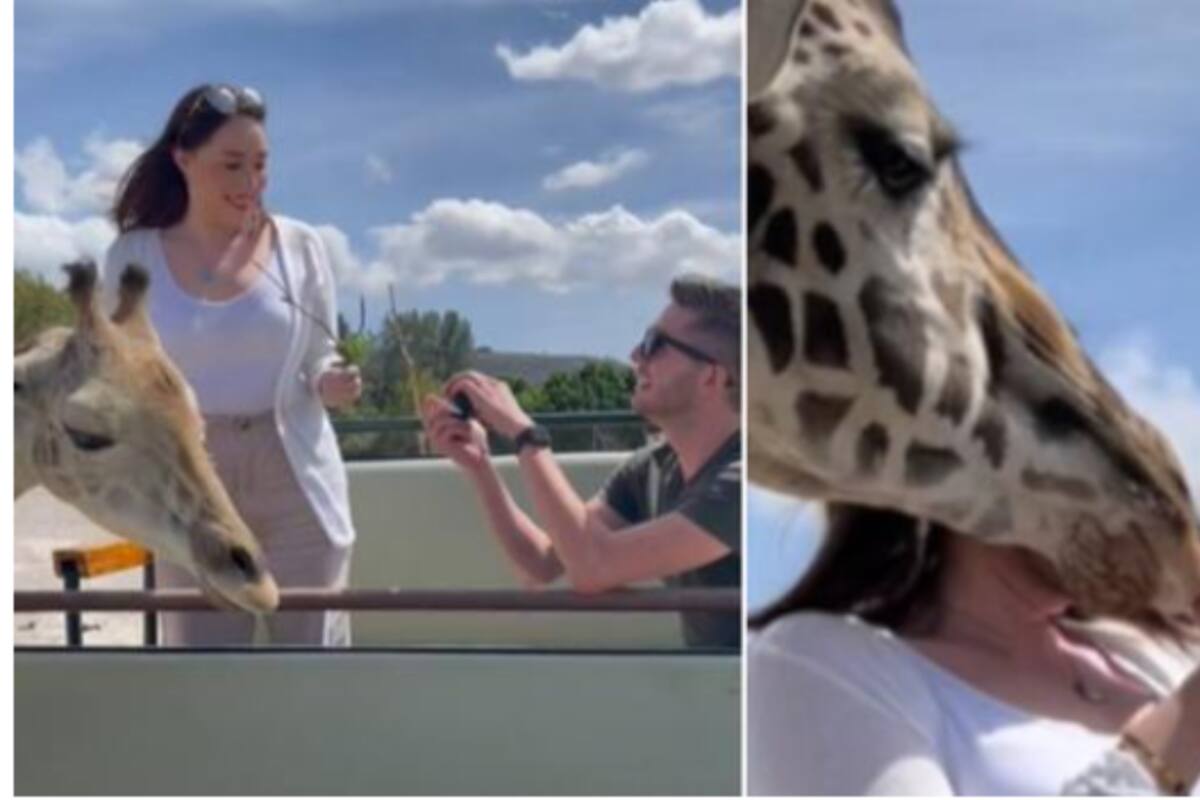 VIDEO: Jirafa arruina pedida de matrimonio en un safari y manda a la novia al hospital