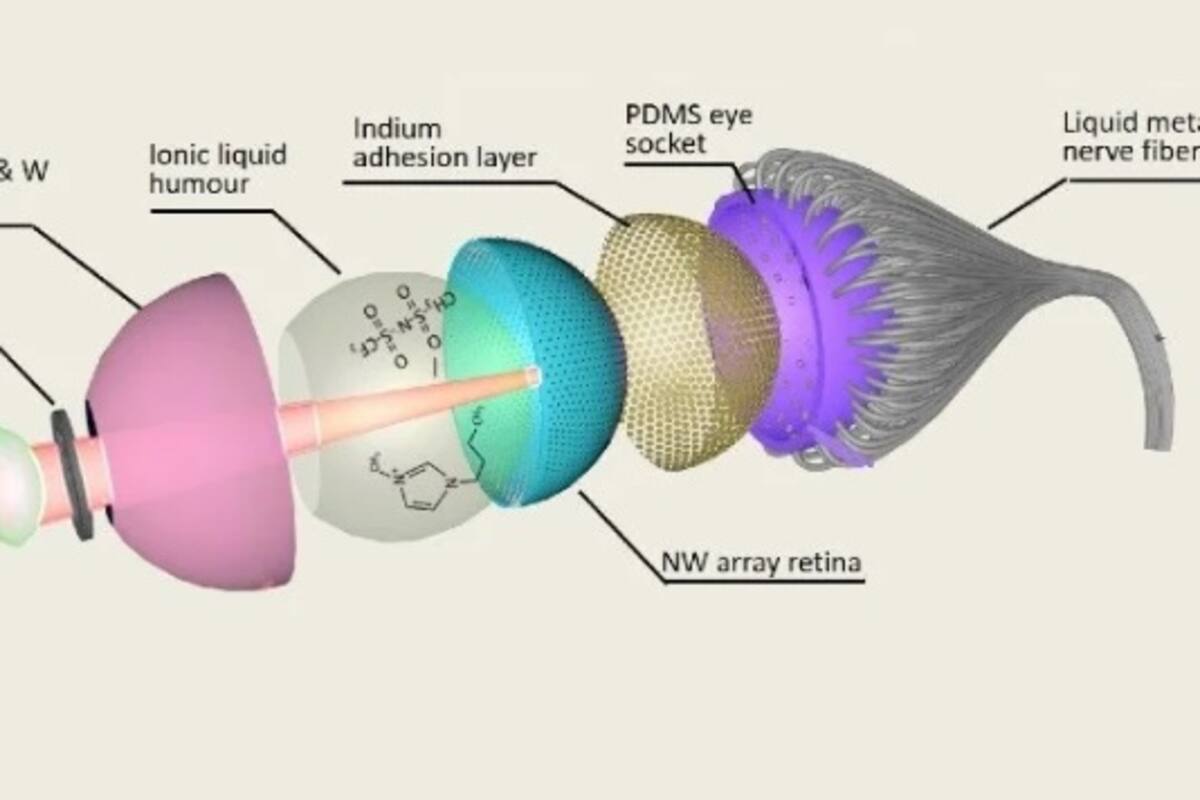 Crean un ojo artificial esférico con una retina 3D