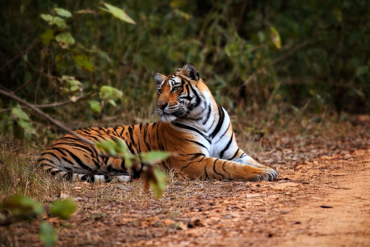 India reintrodujo tigres en una reserva natural en 2009 y un estudio con cámaras trampa reveló que los leopardos cambiaron de zona mientras las hienas se mantuvieron estables