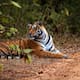 India devolvió los tigres a Panna en 2009 y así convivieron