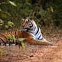 India reintrodujo tigres en una reserva natural en 2009 y un estudio con cámaras trampa reveló que los leopardos cambiaron de zona mientras las hienas se mantuvieron estables
