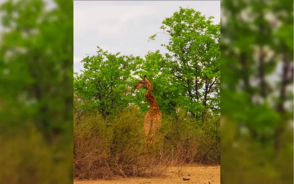 Las causas pueden ser desde un cuello roto producido por una pelea, o por una enfermedad como la tortícolis (Lynn Scott/Facebook)