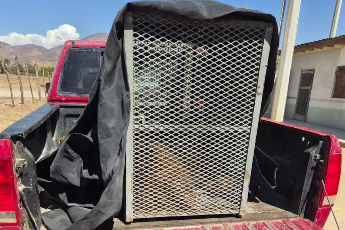 Aseguran león con impacto de bala tras reporte en Tijuana