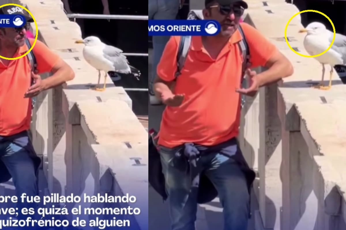 “La gaviota: En efecto, mi estimado”: Hombre causa sensación al ser captado hablando con una gaviota