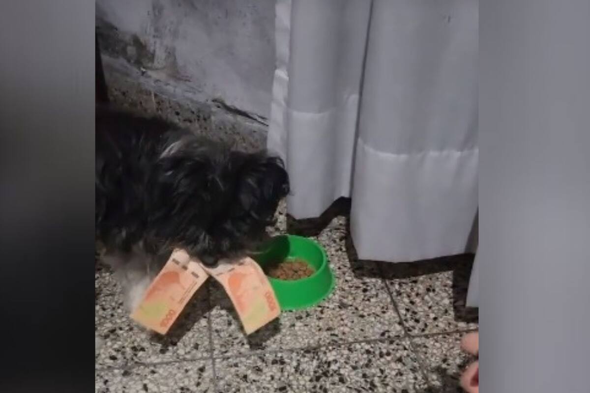 Perrito le roba 2 mil pesos a sus dueños y se vuelve viral
