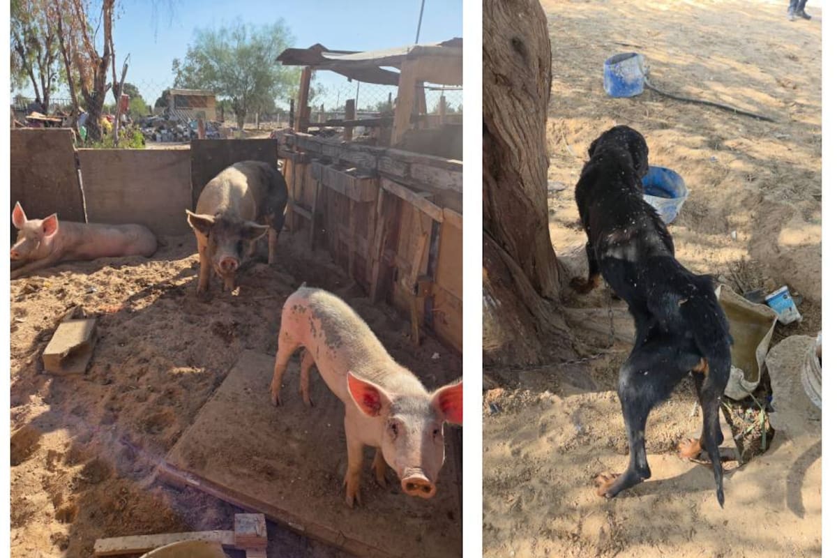 Rescatan a 4 animales en el ejido Villa Zapata; 42 cerdos estaban sin agua ni alimento