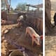 Rescatan a 4 animales en el ejido Villa Zapata
