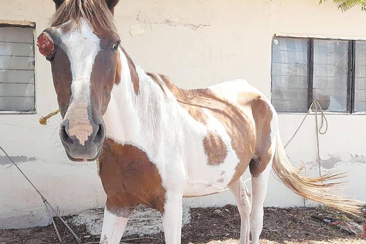 ¡Casi en los huesos! Y con un ojo lastimado: Denuncian maltrato a caballo en Navojoa
