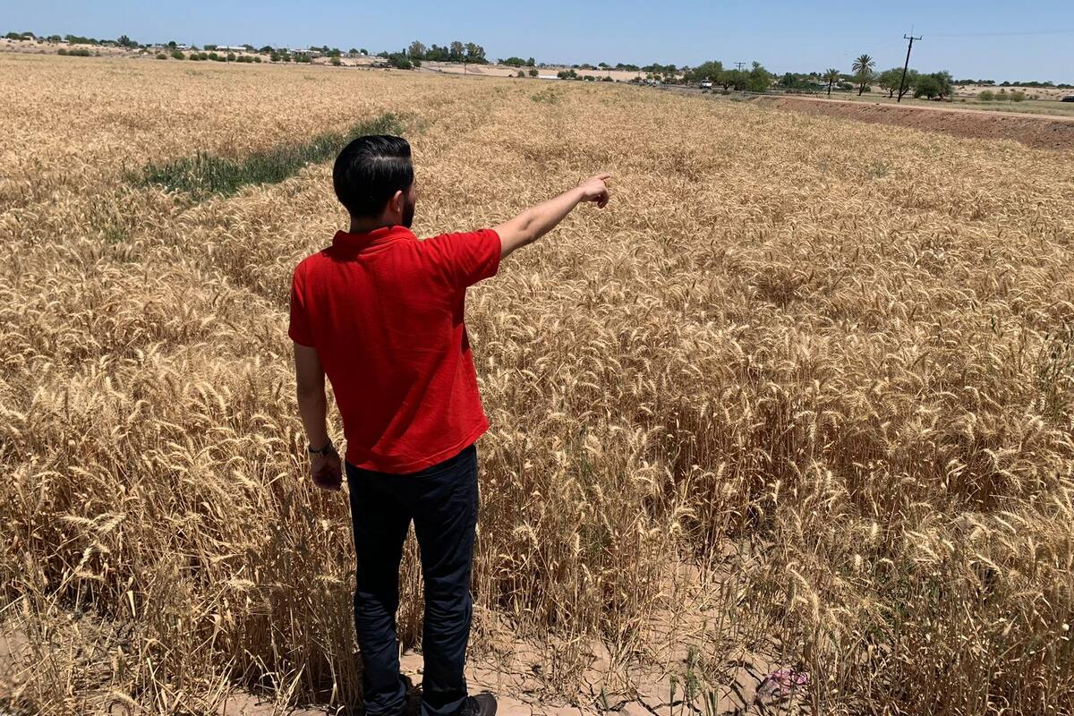 Realizan productores reconversión de cultivos tras caída del trigo